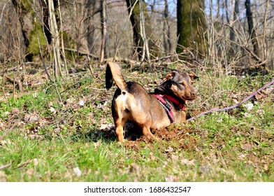 犬 穴掘り の写真素材 画像 写真 Shutterstock