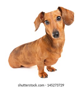 Dachshund dog