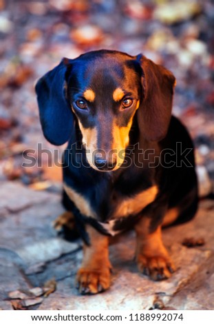 Similar – Vigilant dachshund