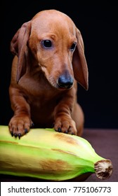 Dachshund dog and Banana 
