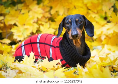 Dachshund Dog, Black And Tan, Dressed In A Red Knitted Sweater  In A Pile Of Fall Leaves  In The Autumn Park