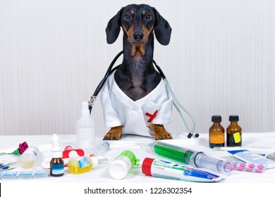 pharmacy dog