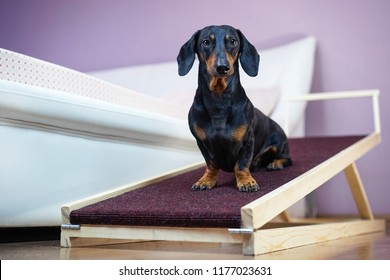 A Dachshund Dog, Black And Tan, Sits On A Home Ramp. Safe Of Back Health In A Small Dog.