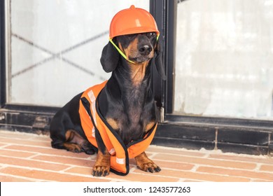 Dachshund dog, black and tan, sits on the background of a dirty window and a brick wall, in an orange construction vest and helmet during a building renovation