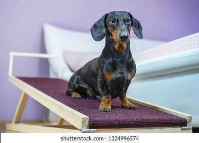 A Dachshund Dog, Black And Tan, Sits On A Home Ramp. Safe Of Back Health In A Small Dog.