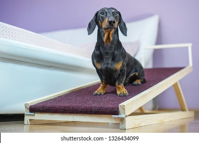 A Dachshund Dog, Black And Tan, Sits On A Home Ramp. Safe Of Back Health In A Small Dog.