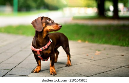 Dachshund dog. The brown girl is six months old. The dog stands against the background of blurred trees and alleys. She turned her head to the side. The photo is blurred - Shutterstock ID 2191045825
