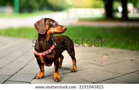 Dachshund dog. The brown girl is six months old. The dog stands against the background of blurred trees and alleys. She turned her head to the side. The photo is blurred