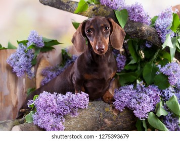 66 Dachshund lilac flowers Images, Stock Photos & Vectors | Shutterstock