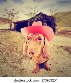 Barn Dog Images Stock Photos Vectors Shutterstock