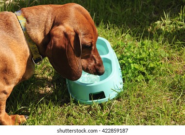 Dachshund Dog Drinks Water On A Hot Summer Day 