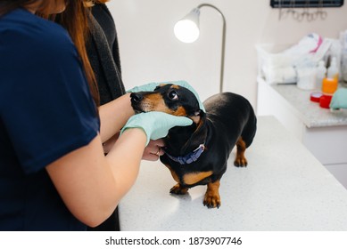 A Dachshund Dog Is Examined And Prepared For Surgery At A Veterinary Clinic. Anesthesia For The Dog