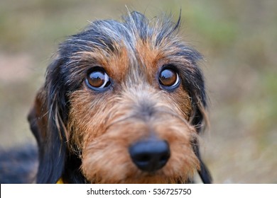 Dachshund Dog Eyes