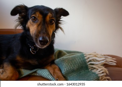 Dachshund Dog With Face Down Listening While Sitting On A Brown Sofa And Baby Green Blanket. Black Brown Sausage Dog Looking To The Camera Hearing Noise And Pulling His Hear Up. CU Cute Brown Dog
