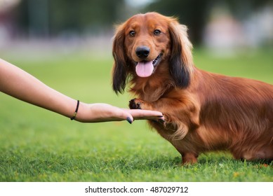 dachshund dog gives paw