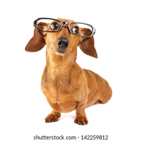 Dachshund dog with glasses