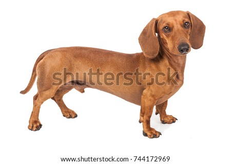 Dachshund Dog Golden In Color Isolated Over White Background.