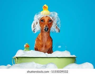 Dachshund dog having bath in a basin - Powered by Shutterstock