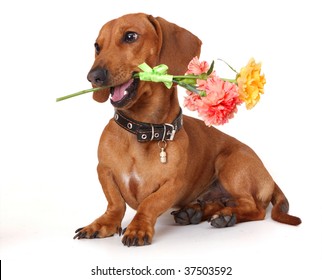 dachshund dog holding a flowers in the mouth