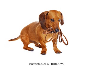 Dachshund Dog Holding Leash