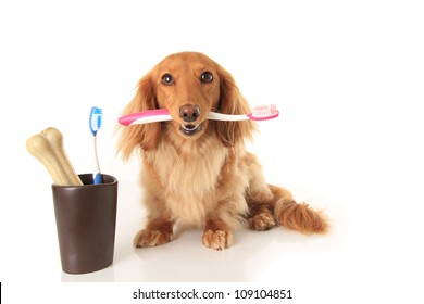 Dachshund dog holding a toothbrush.