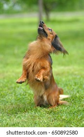 dachshund dog jumps up