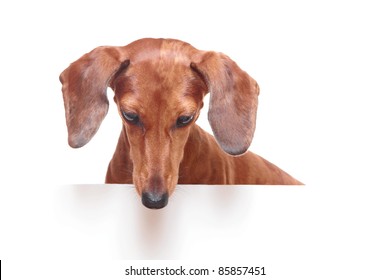 Dachshund Dog Looking Down