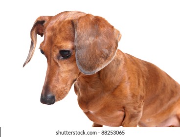 Dachshund Dog Looking Down