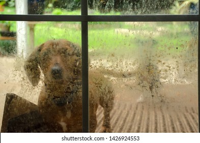 Dachshund Dog Looks Through Muddy Window From The Outside