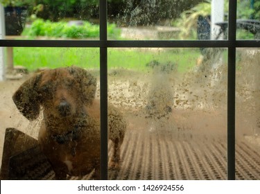 Dachshund Dog Looks Through Muddy Window From The Outside