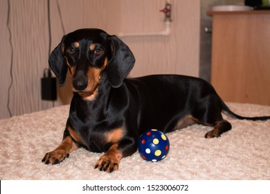 Dachshund dog lying next to the ball on a soft plaid against the background of the interior.