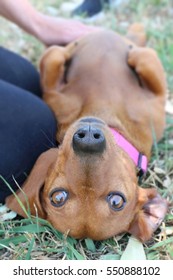 Dachshund Dog Lying On Back Having Tummy Rub With Background Blur