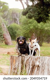 A Dachshund dog and an old Jack Russell terrier in a forest, in nature. Sitting on a log. Best friends. Two small dogs. 