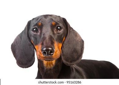 Short Hair Dachshund Images Stock Photos Vectors Shutterstock