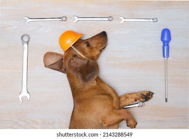 247 Dog In Hardhat Stock Photos, Images & Photography 