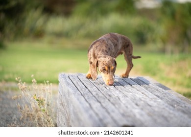 Dachshund Dog Out And About Nose Down Try To Pick Up Sent On Park Bench.