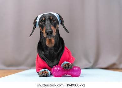 Dachshund Dog In Pink Sportswear, Wristbands On Paws And Sweatband On Head Lying Next To Silicone Dumbbell To Train And Yoga Mat . Sports At Home.