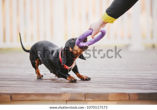 walking dachshund toy
