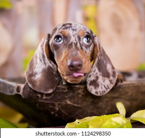 Dachshund dog portrait