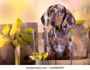 Dachshund dog portrait in autumn background