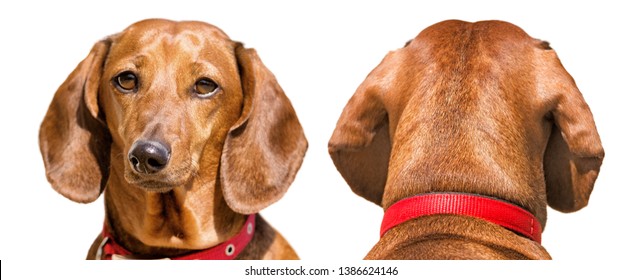 Dachshund Dog Portrait Face And Back Head Isolated On White Background Side View Of Brown And Yellow Cute Pet Animal Design Reference Mockup Template