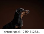 A Dachshund dog poses in profile against a dark background, highlighting its long snout and attentive expression.