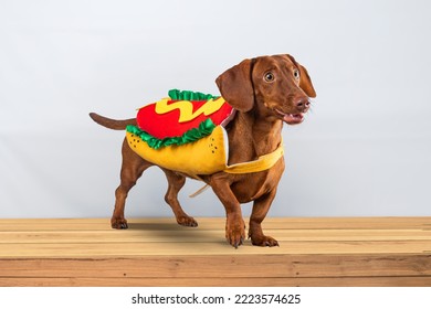 Dachshund dog posing in her hotdog suit, on a white background - Shutterstock ID 2223574625