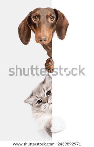 Dachshund dog and Ragdoll cat best friends peeking isolated on white studio background