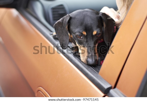 Dachshund dog resting\
head on vehicle door