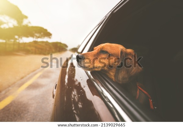 Dachshund dog riding in car and looking out from\
car window. Road trip with dog.\
