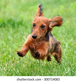 Dachshund Dog Running