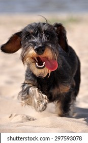 dachshund dog running across the sand  on the beach