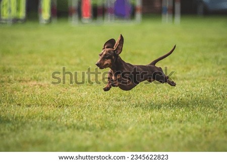 Dachshund dog running in agility race.