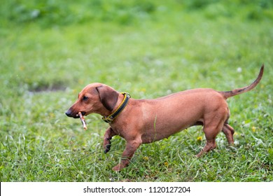 Dachshund Dog Running Outdoors.